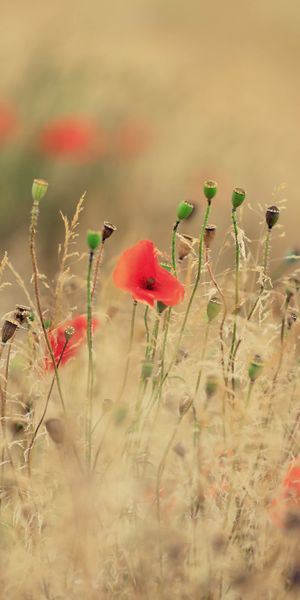 Summer Poppy Field Wallpaper for Nature Lovers