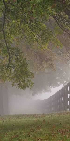 Enchanting phone wallpaper featuring misty trees and a rustic fence