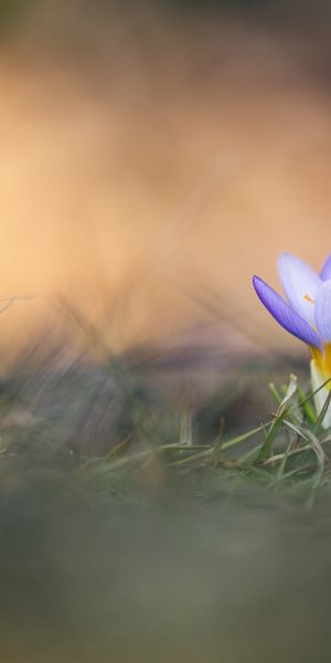 Phone wallpaper: Grass, Flower, Macro, Blur, Photography, Crocus, Purple Flower free download
