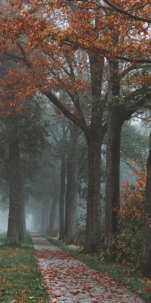 Serene Autumn Landscape with Fog, Trees, and Pathway