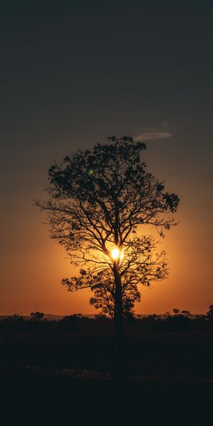 Silhouetted Tree at Sunset - Perfect Mobile Wallpaper for Nature Lovers