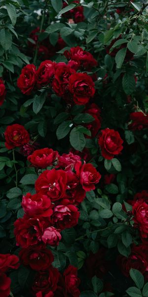 Vibrant Red Roses Blooming in a Lush Green Garden