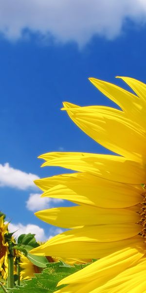 Bright sunflower phone wallpaper featuring a clear blue sky and fluffy clouds