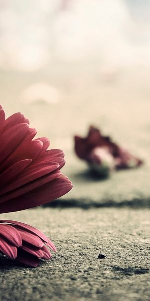 Beautiful HD phone background featuring vibrant flowers on earth