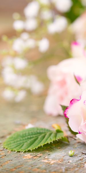 Phone wallpaper: Flowers, Flower, Rose, Blur, Earth, Pink Flower free download