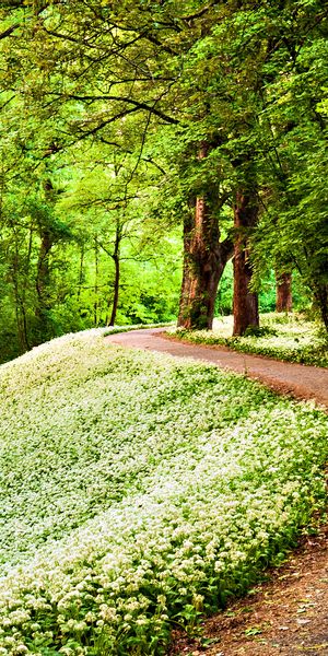 Explore a High-Quality Mobile Wallpaper Featuring a Tranquil Nature Path