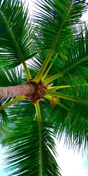 Majestic Palm Tree Wallpaper: Embrace Nature's Beauty
