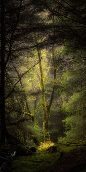 Mystical Forest Scene with Moss and Fog