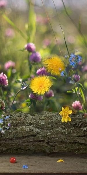 Phone wallpaper: Log, Forget Me Nots, Smooth, Berry, Clover, Flowers, Blur, Dandelions free download