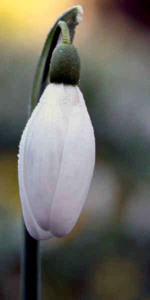Phone wallpaper: Snowdrop, Flowers, Earth free download