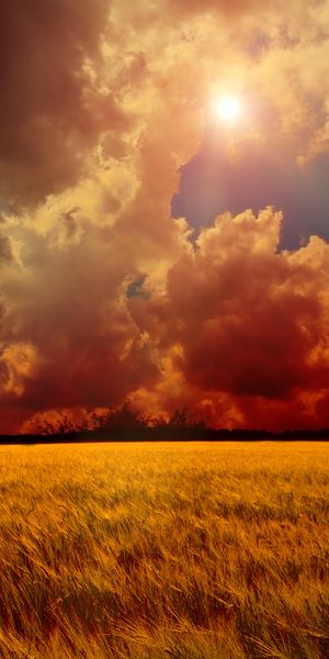 Breathtaking 4K wallpaper featuring a golden wheat field and dynamic clouds