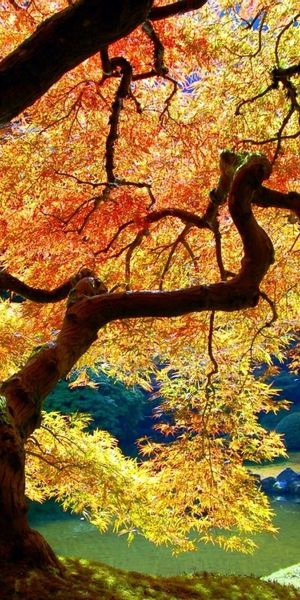 Phone wallpaper: Landscape, Trees, Autumn free download