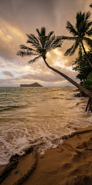 Tropical Beach at Sunset with Palm Trees and Calm Sea