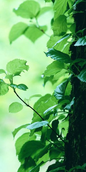 Vibrant 4K Mobile Wallpaper Featuring Lush Green Trees and Nature
