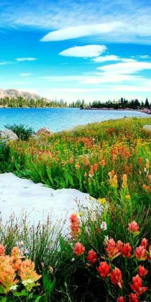 Vibrant Wildflowers by a Serene Mountain Lake