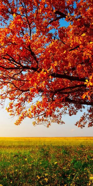 Beautiful autumn landscape wallpaper featuring a colorful tree and field