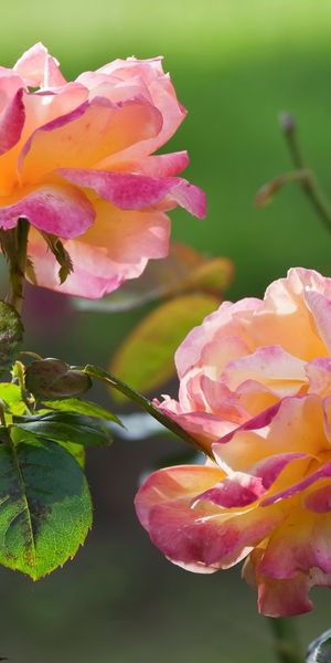Phone wallpaper: Plants, Flowers free download