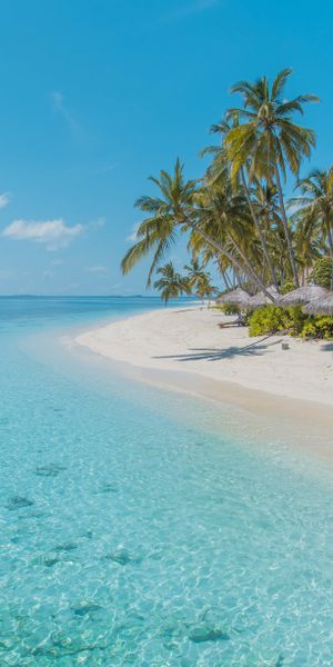 Tropical Beach with Clear Water and Lush Palm Trees