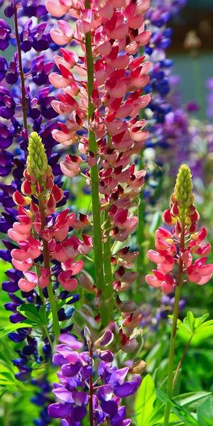 Bright and Colorful Lupin Flower Bed - Perfect iPhone Wallpaper