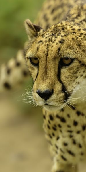 Free Phone Wallpaper of a Cheetah: Smooth Blur and Captivating Detail