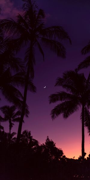 Breathtaking Sunset with Moon and Palm Trees