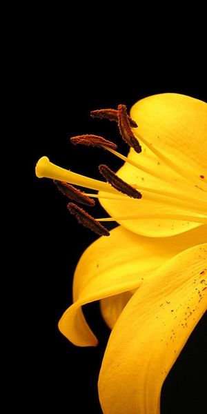 Phone wallpaper: Flowers, Earth, Lily, Yellow Flower free download