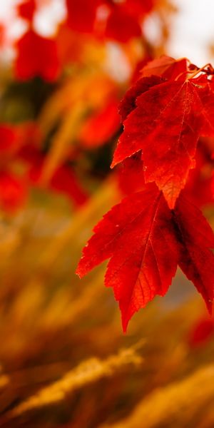 Captivating iPhone Wallpaper Featuring Autumn Leaves and Nature's Beauty