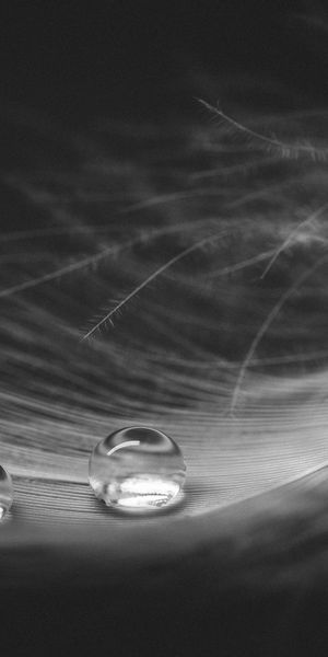 Phone wallpaper: Feather, Reflection, Macro, Blur, Photography, Water Drop, Black & White free downl