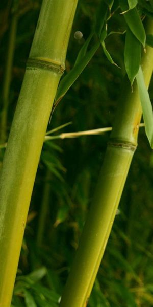 Phone wallpaper: Nature, Stems, Leaves, Bamboo free download