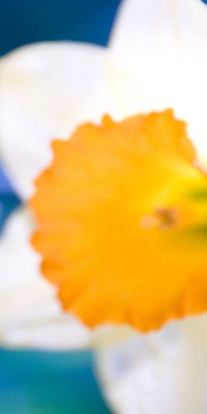 Phone wallpaper: Daffodil, Blur, Flowers, Flower, Earth free download