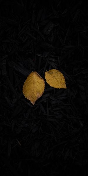 Beautiful Yellow Leaves on Dark Grass - Ideal for Phone Wallpaper
