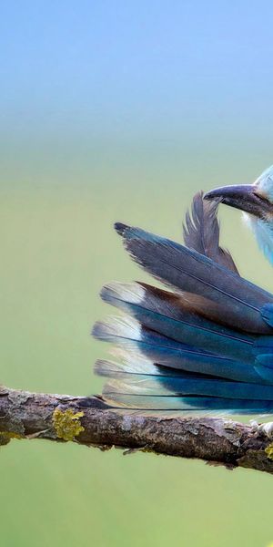 Amazing Colorful Bird on a Branch – Perfect Mobile Wallpaper