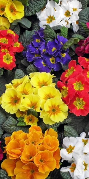 Bright and Colorful Primrose Flowers iPhone Wallpaper - Free for Your Device