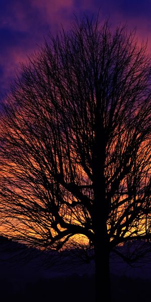 Phone wallpaper: Trees, Sunset, Sky, Silhouette, Tree, Earth, Cloud free download