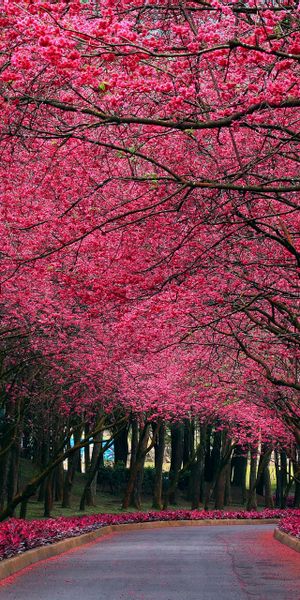 Breathtaking Pink Tree Landscape for Phone Wallpaper