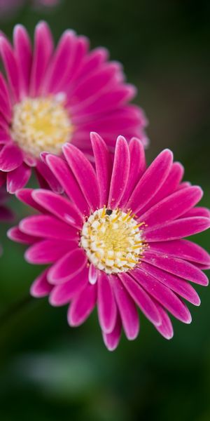 Phone wallpaper: Flowers, Macro, Daisies, Bloom, Close Up, Flowering free download