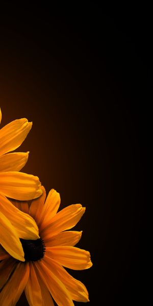 Bright Yellow Flowers on a Dark Background