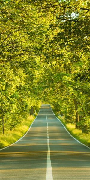 Lush Green Road Through Trees - Perfect Summer Mobile Wallpaper