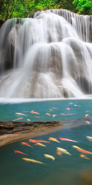 Serene 4K Phone Wallpaper Featuring Koi Fish and a Majestic Waterfall