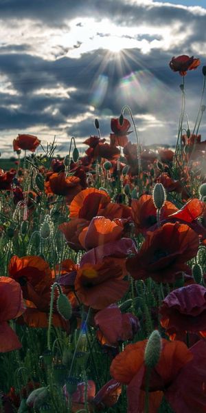Breathtaking 4K Phone Wallpaper of a Lush Poppy Field Under a Dramatic Sky