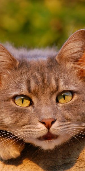 Phone wallpaper: Cats, Cat, Blur, Close Up, Animal, Bokeh free download