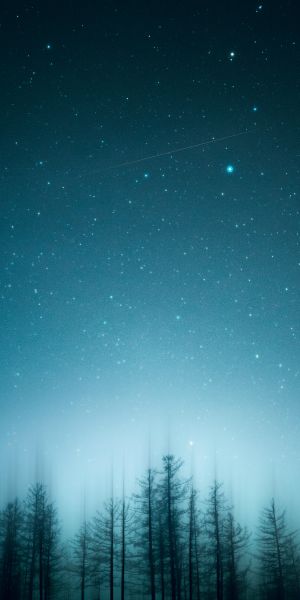 Cool Starry Night Over Pine Trees