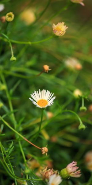 Beautiful Chamomile Flower in Macro - Perfect for Mobile Wallpaper