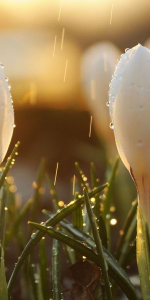 Close-Up of Crocus Flowers with Water Drops - Nature Phone Wallpaper