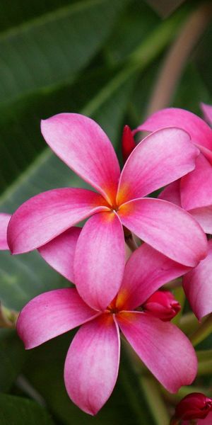 Close-Up of Beautiful Pink Plumeria Flowers