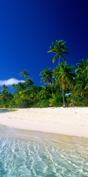 Tropical Beach with Palm Trees and Clear Water