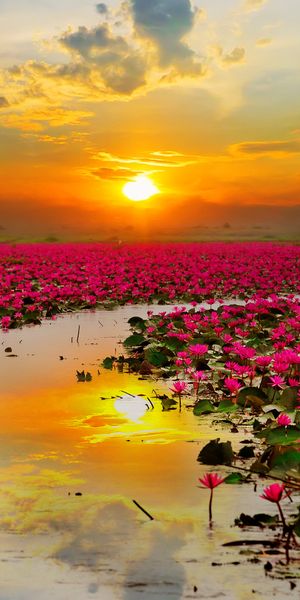 Breathtaking Pink Lotus Flowers Under a Vibrant Sunset