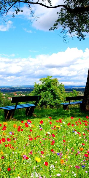 Tranquil Nature Scene with Benches Surrounded by Colorful Flowers