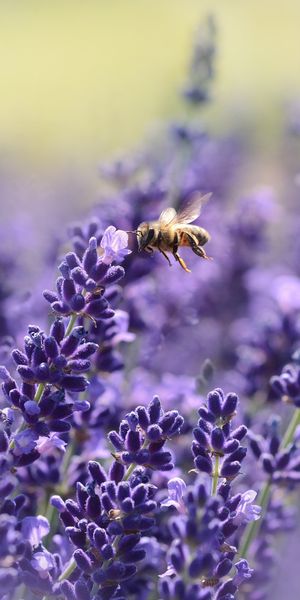 Phone wallpaper: Insects, Flower, Macro, Blur, Insect, Bee, Animal, Lavender, Purple Flower free dow