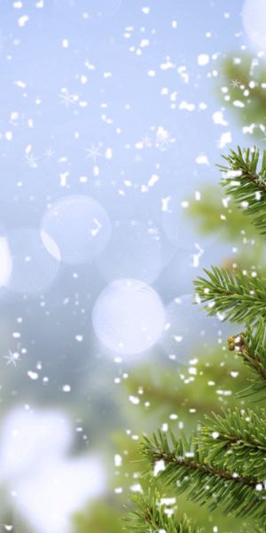Snow-Covered Spruce Tree Wallpaper for Your Phone